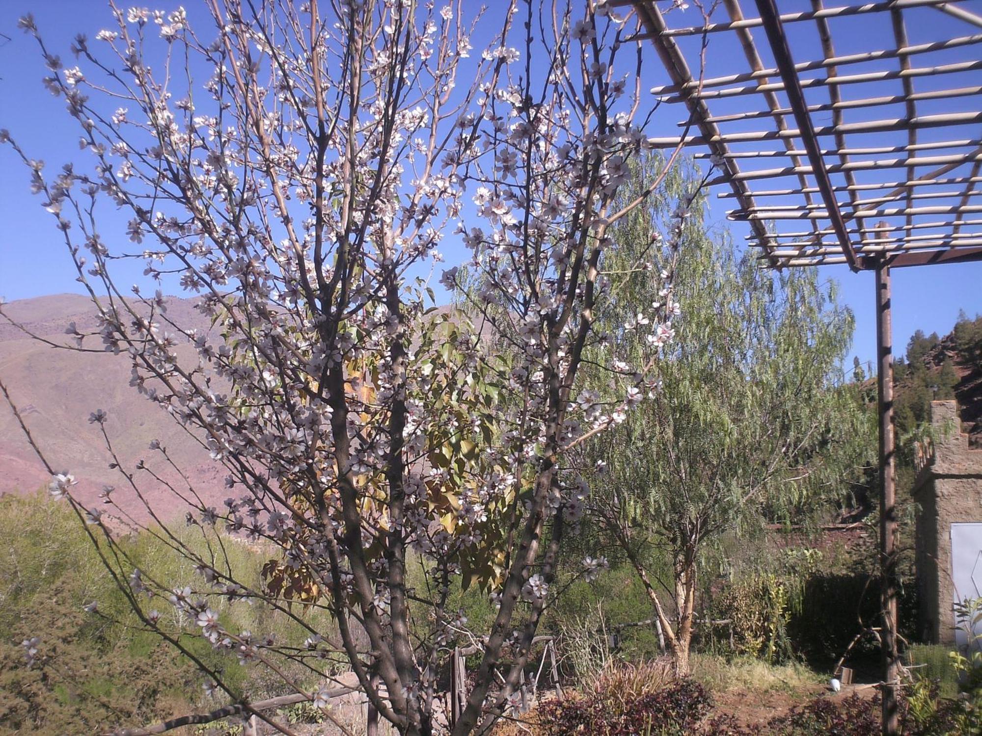 Auberge Tigmmi N'Tamazirte Ijjoukak Εξωτερικό φωτογραφία